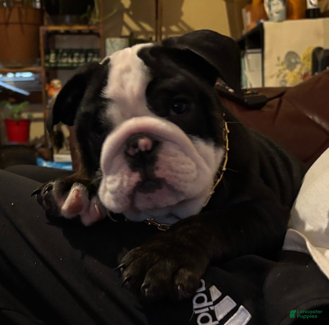 English Bulldog dogs for sale: Nugget - Ad 5