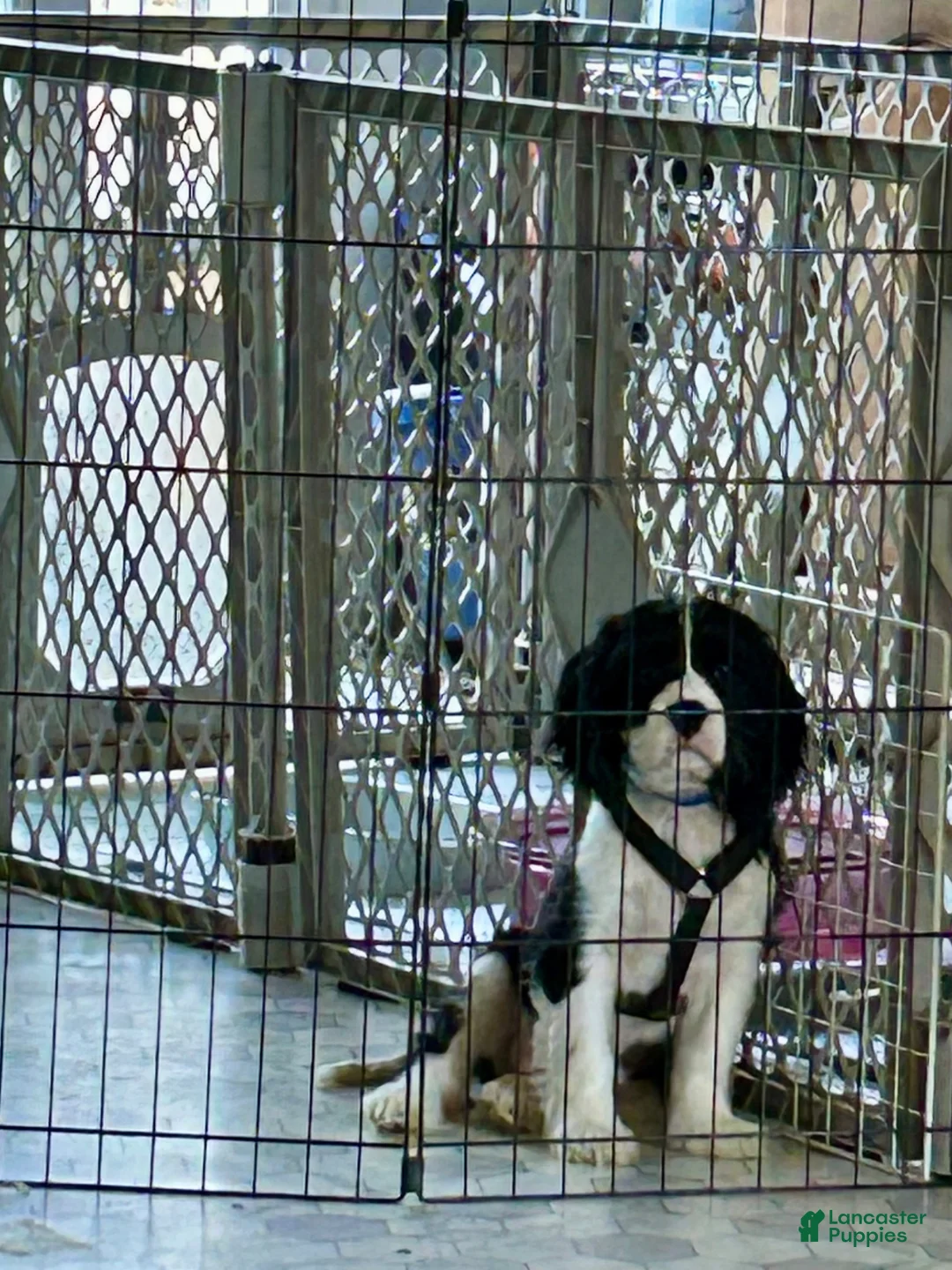 Mixed Breed dogs for sale: Billy-Bob - Ad 1