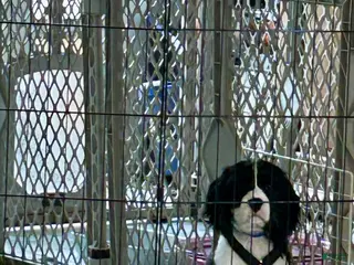 Mixed Breed dogs Billy-Bob - Ad 24