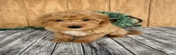 Mini Goldendoodle dogs for sale: Alice - Ad 6