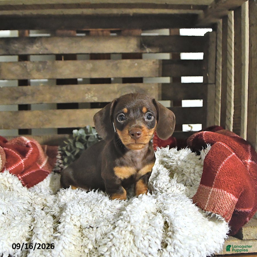 Miniature Dachshund dogs Jasper - Ad 2