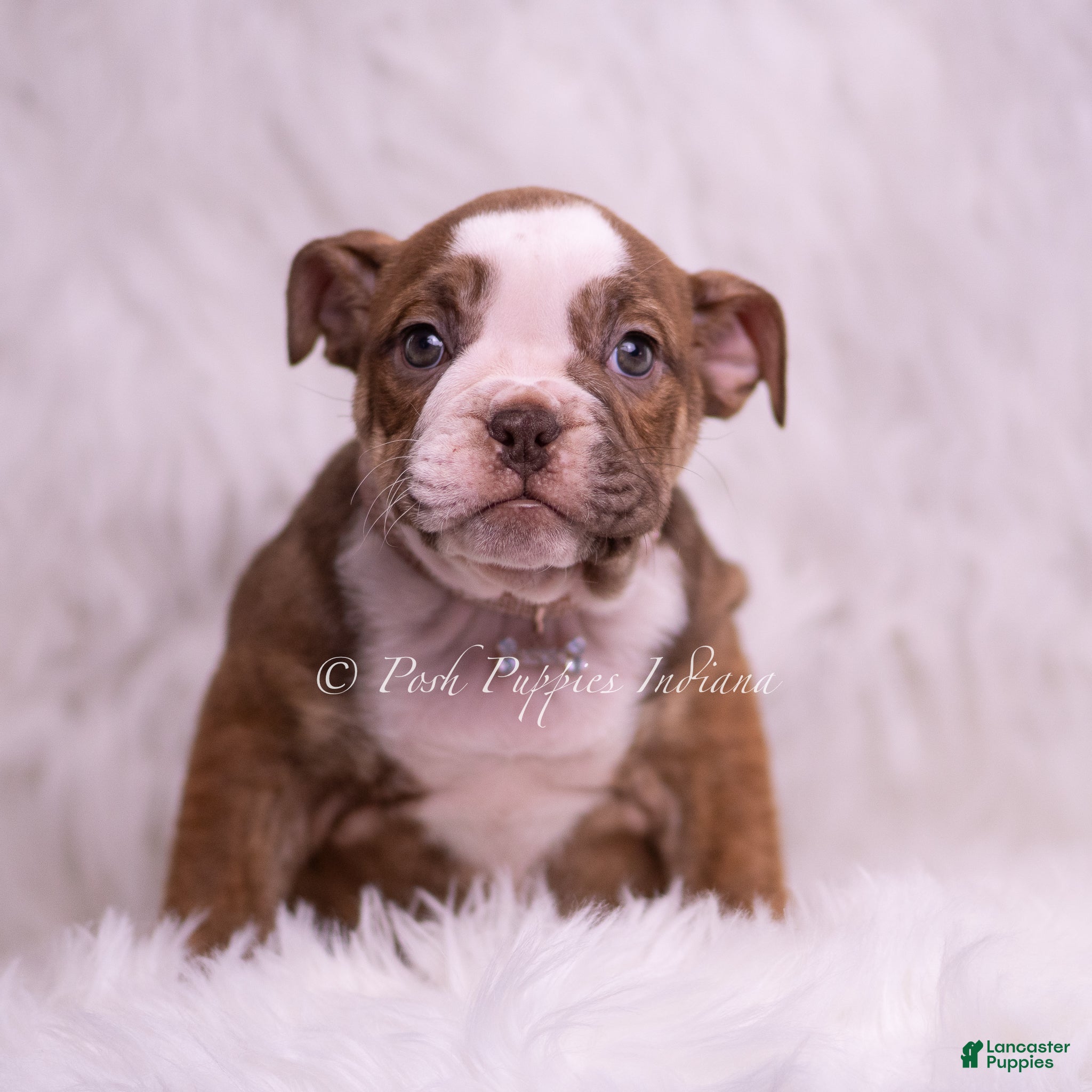 English Bulldog dogs Raina - Ad 1