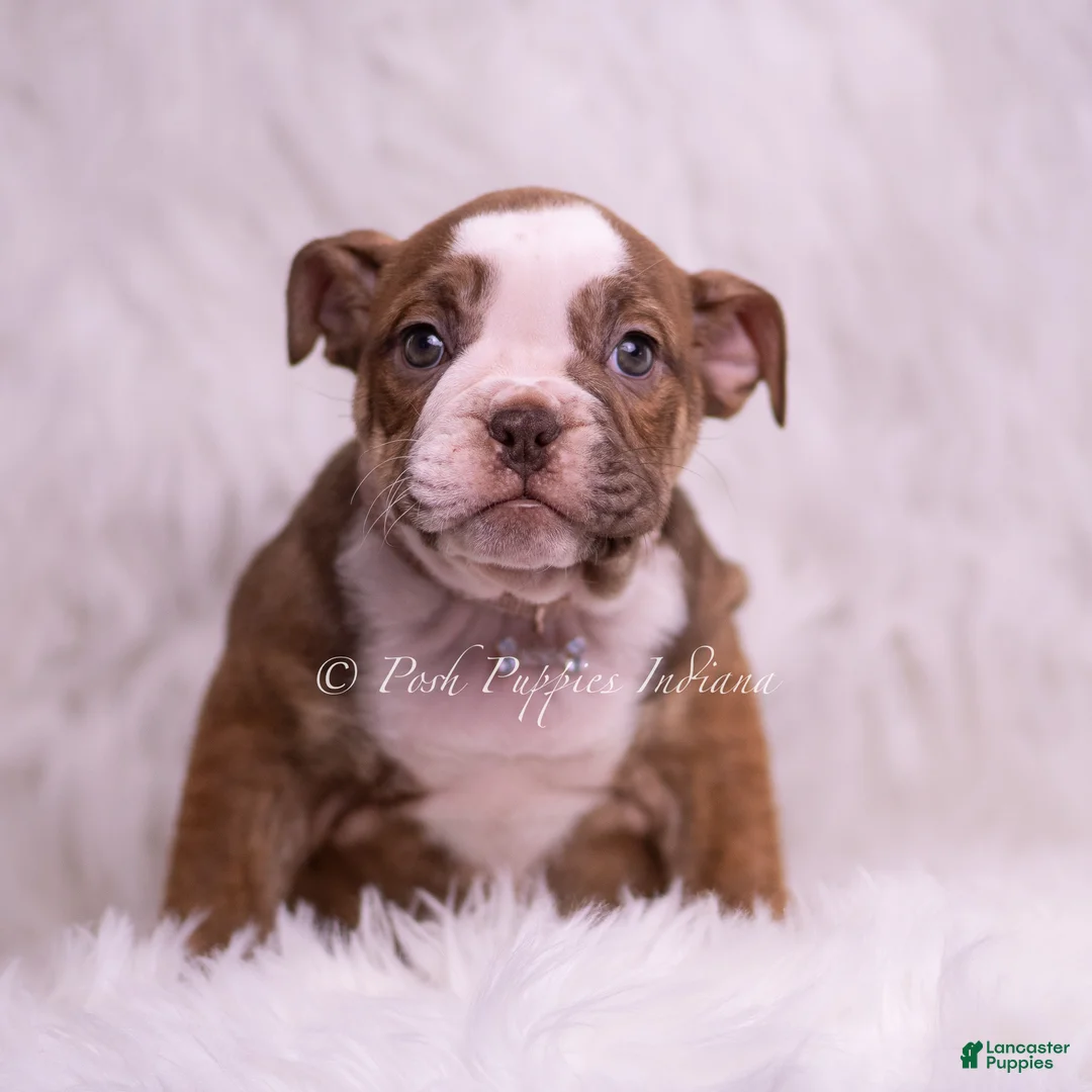English Bulldog dogs for sale: Raina - Ad 1
