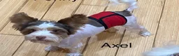 Biewer Terrier dogs for sale: Axel - Ad 2