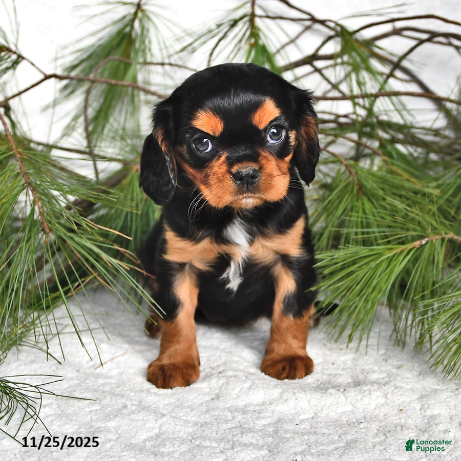 Cavalier King Charles Spaniel dogs Annika- (chocolate carrier) - Ad 23