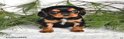 Cavalier King Charles Spaniel dogs for sale: Annika- (chocolate carrier) - Ad 1