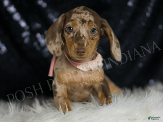 Miniature Dachshund dogs - Ad 37