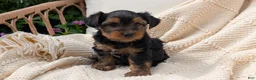Yorkshire Terrier dogs for sale: Grady - Ad 8