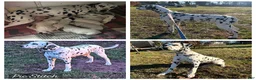 Dalmatian dogs for sale: Sydney - Ad 9