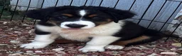 Miniature Australian Shepherd dogs for sale: #7 Bear - Ad 3