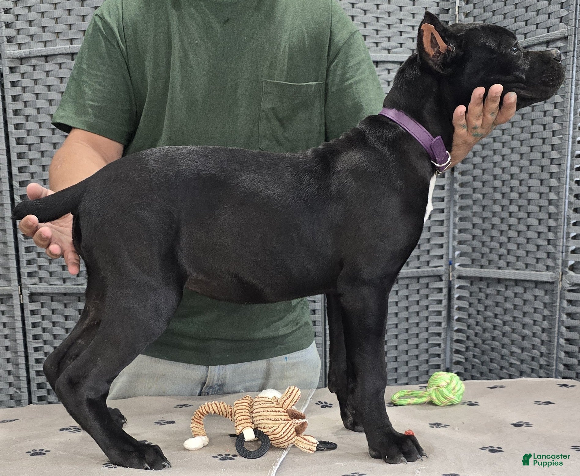 Cane Corso dogs Purple Girl - Ad 2