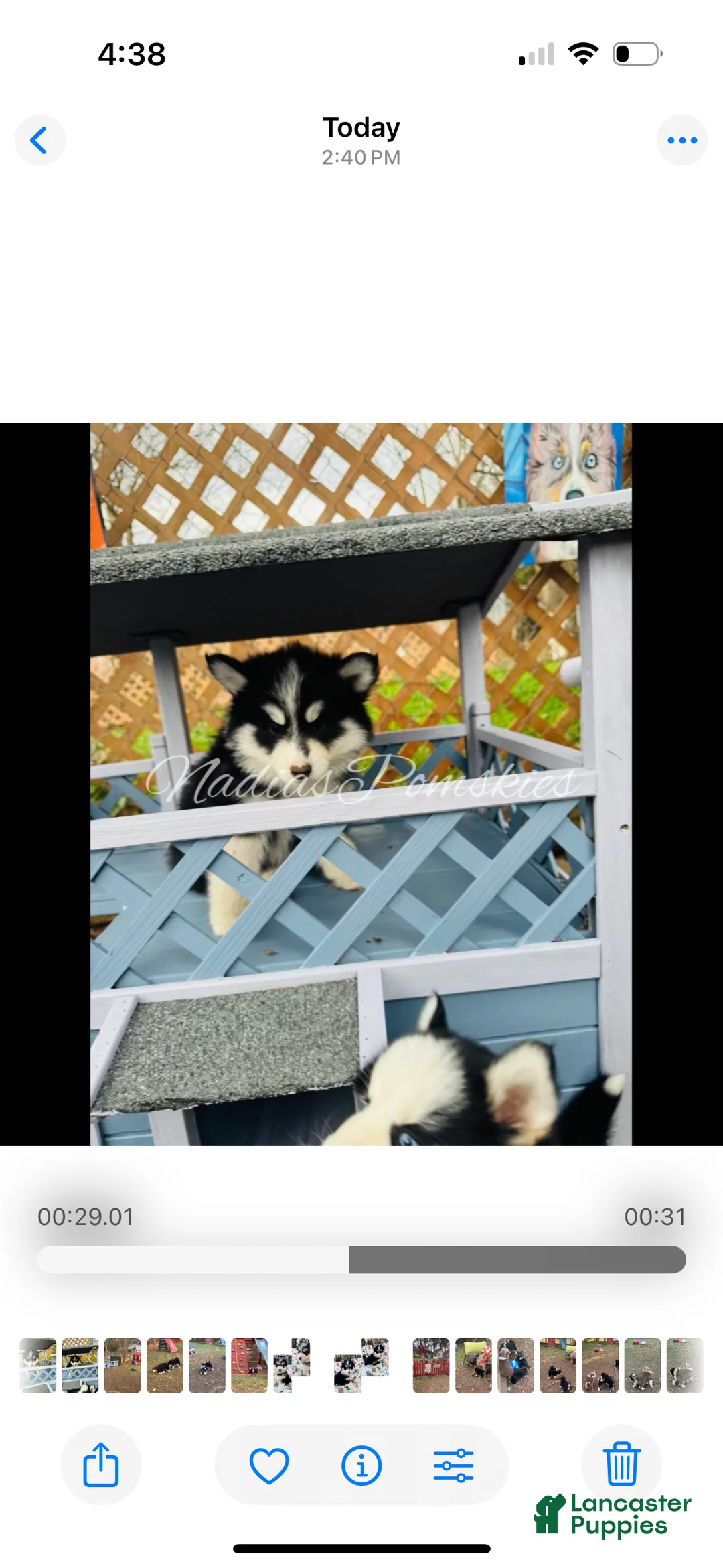 Pomsky dogs for sale: Pomsky Girl Black /white - Ad 5
