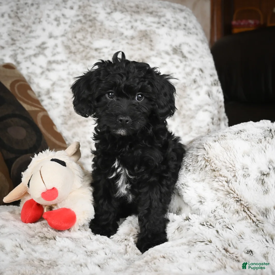 Cavapoo dogs for sale: Sandy - Ad 14