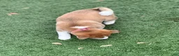 Shiba Inu dogs for sale: Tiramisu - Ad 3