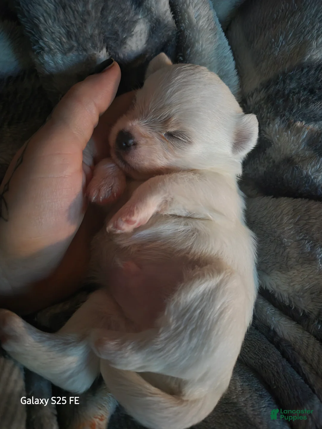 Mixed Breed dogs for sale: Mixed Breed 2 - Ad 2
