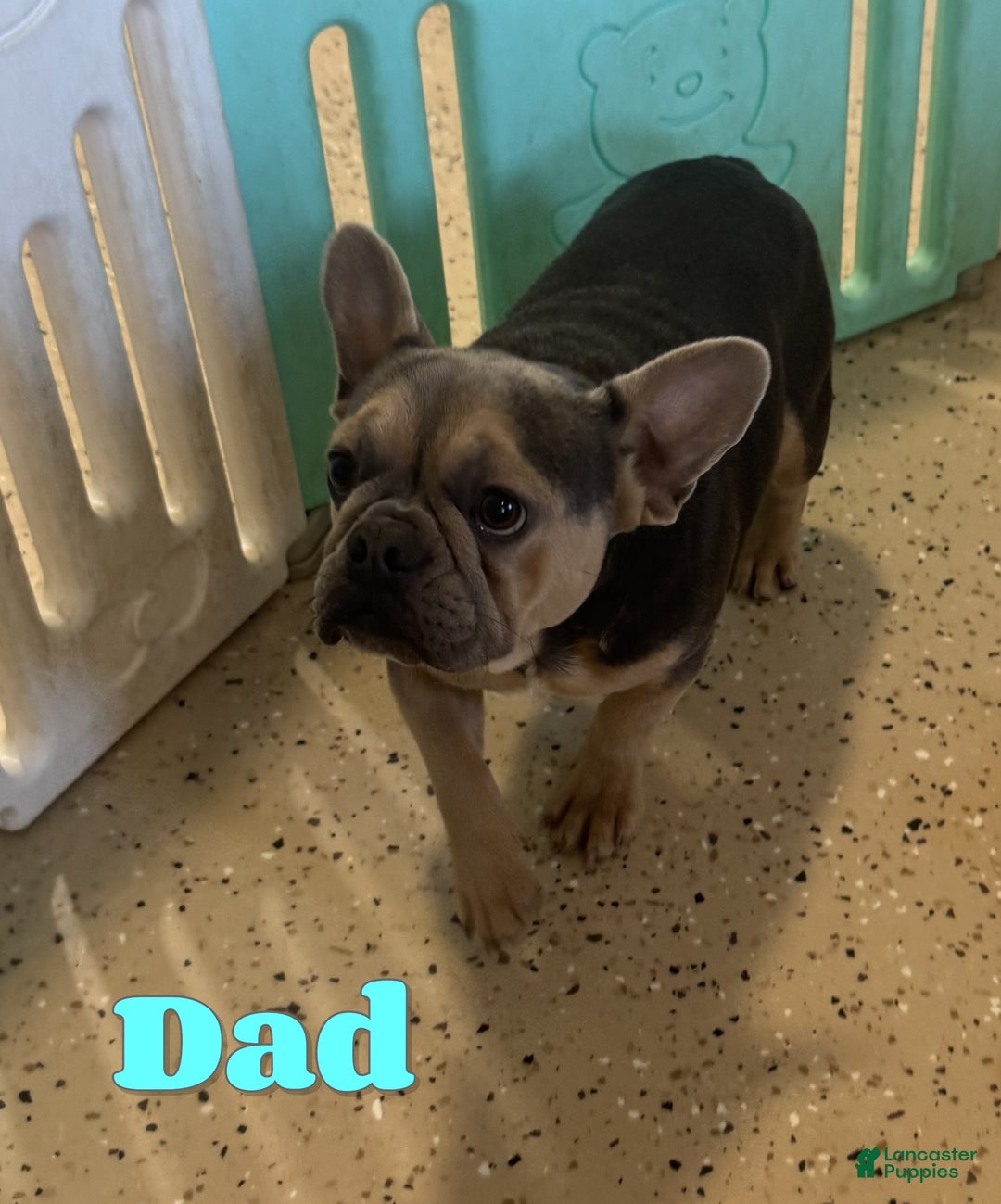 French Bulldog dogs for sale: Dixie - Ad 8