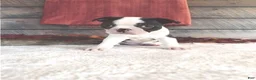 Boston Terrier dogs for sale: Marshall Male Boston Terrier - Ad 3
