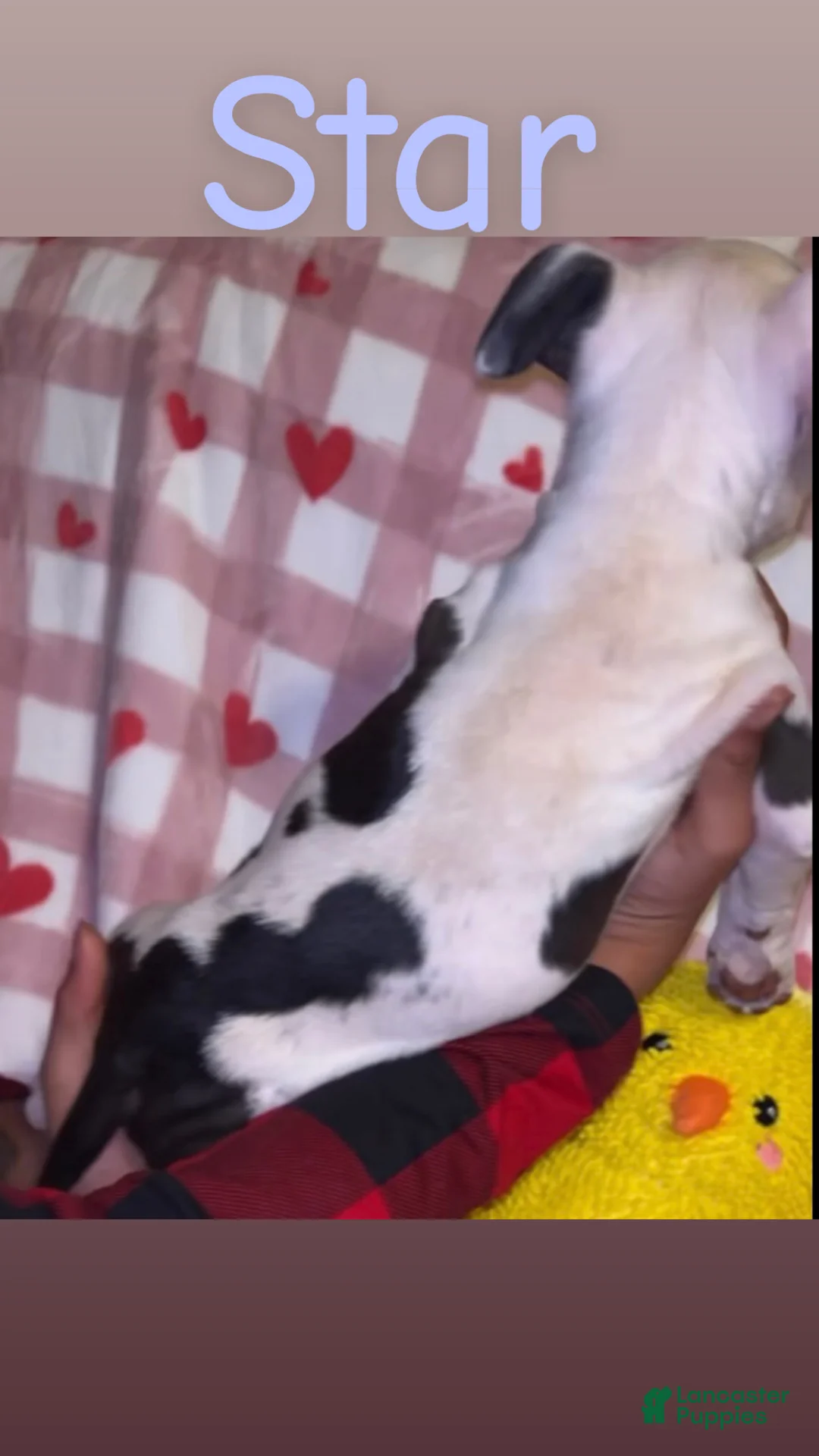 American Pit Bull Terrier dogs for sale: Star - Ad 3