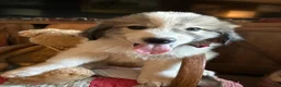 Great Pyrenees dogs for sale: Jinx - Ad 6