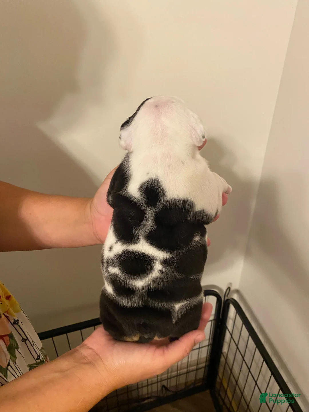 English Bulldog dogs for sale: Freckles - Ad 1