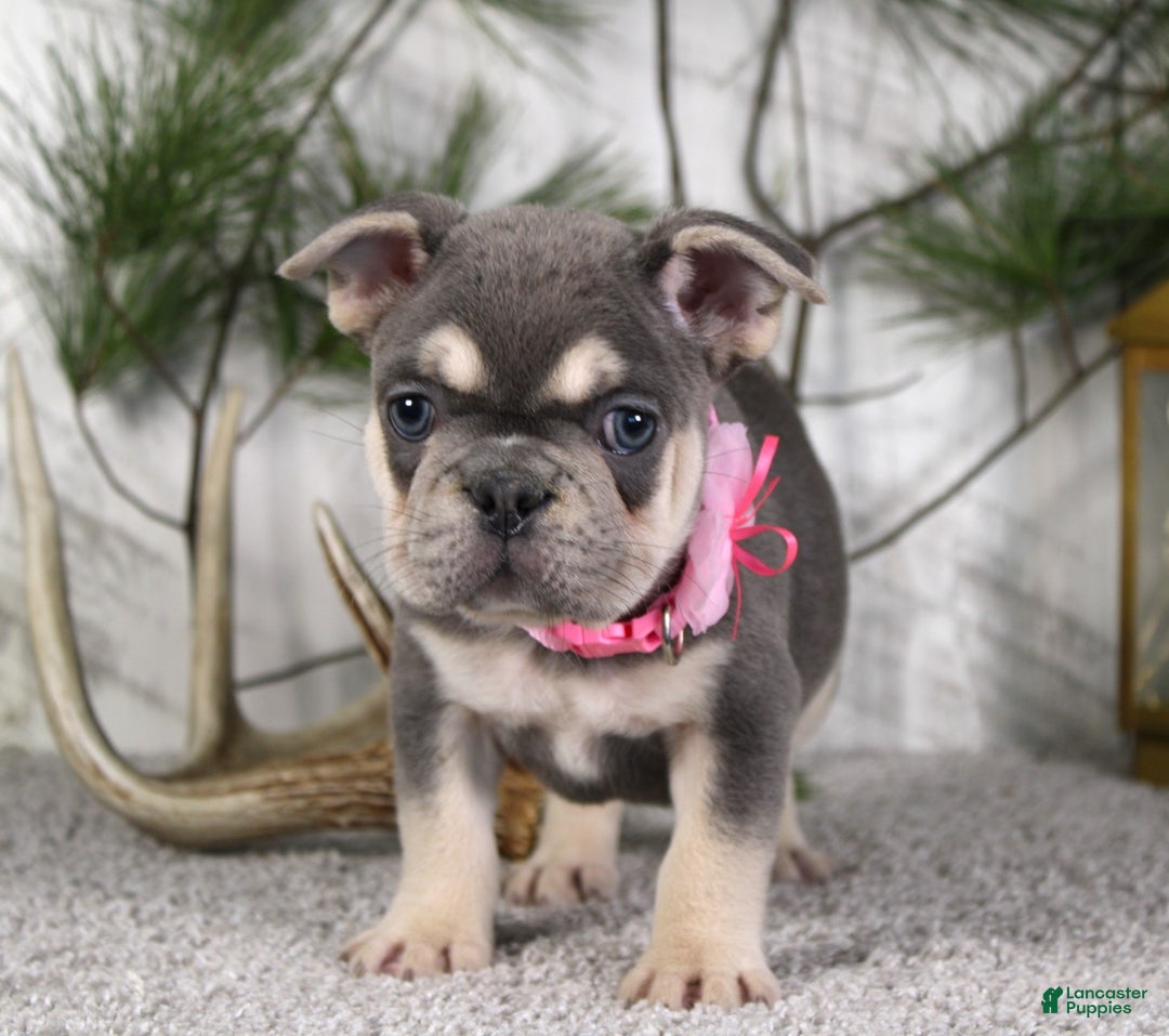 French Bulldog dogs for sale: Lola - Ad 4
