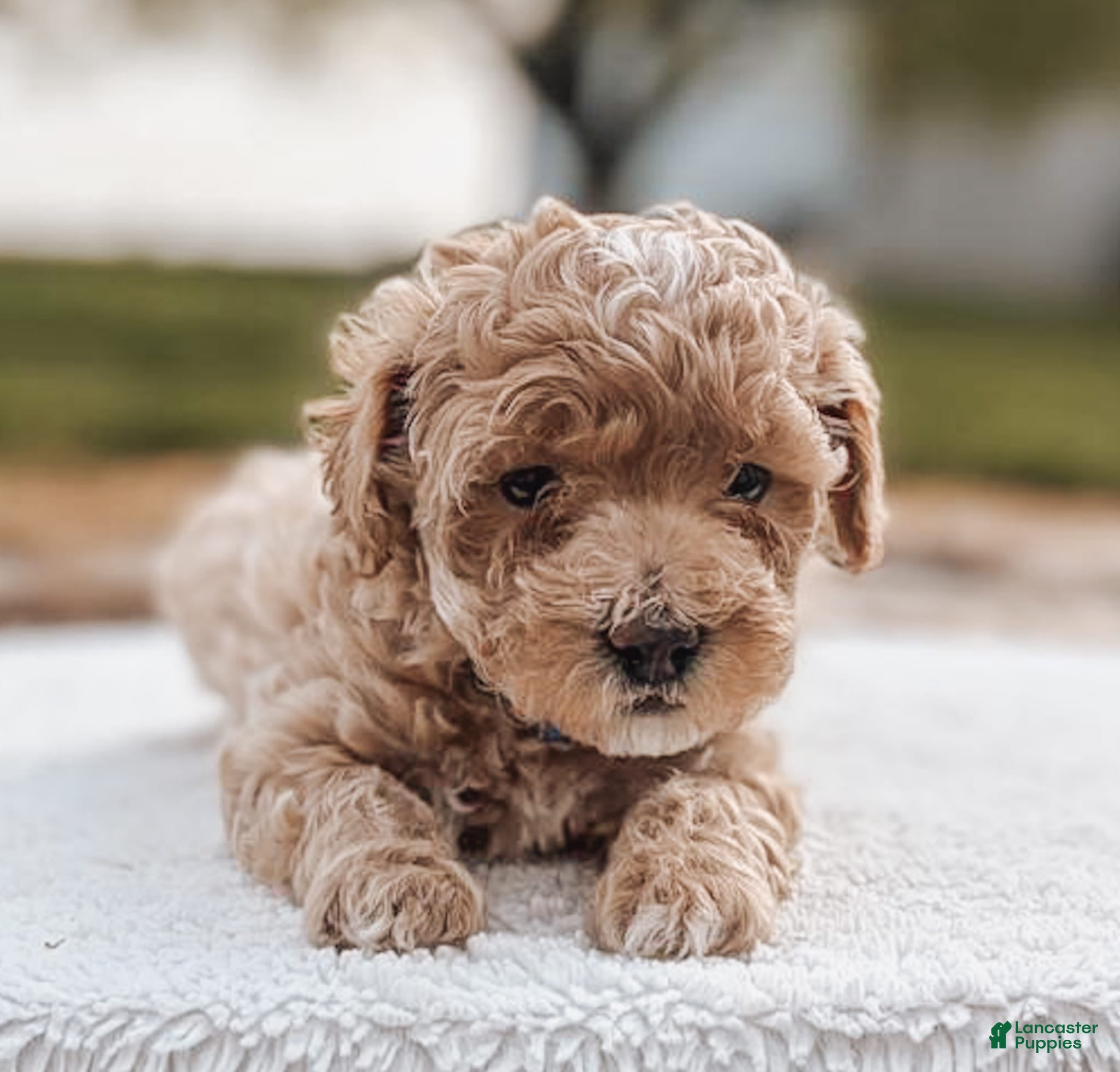 Maltipoo dogs Charlie - Ad 2