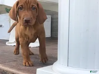 Vizsla dogs Rose - Ad 1