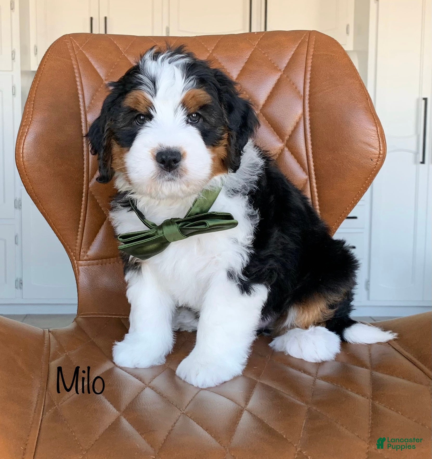 Bernedoodle dogs Milo - Ad 1