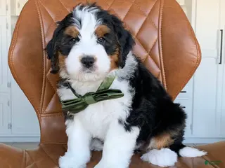 Bernedoodle dogs for sale: Milo - Ad 1