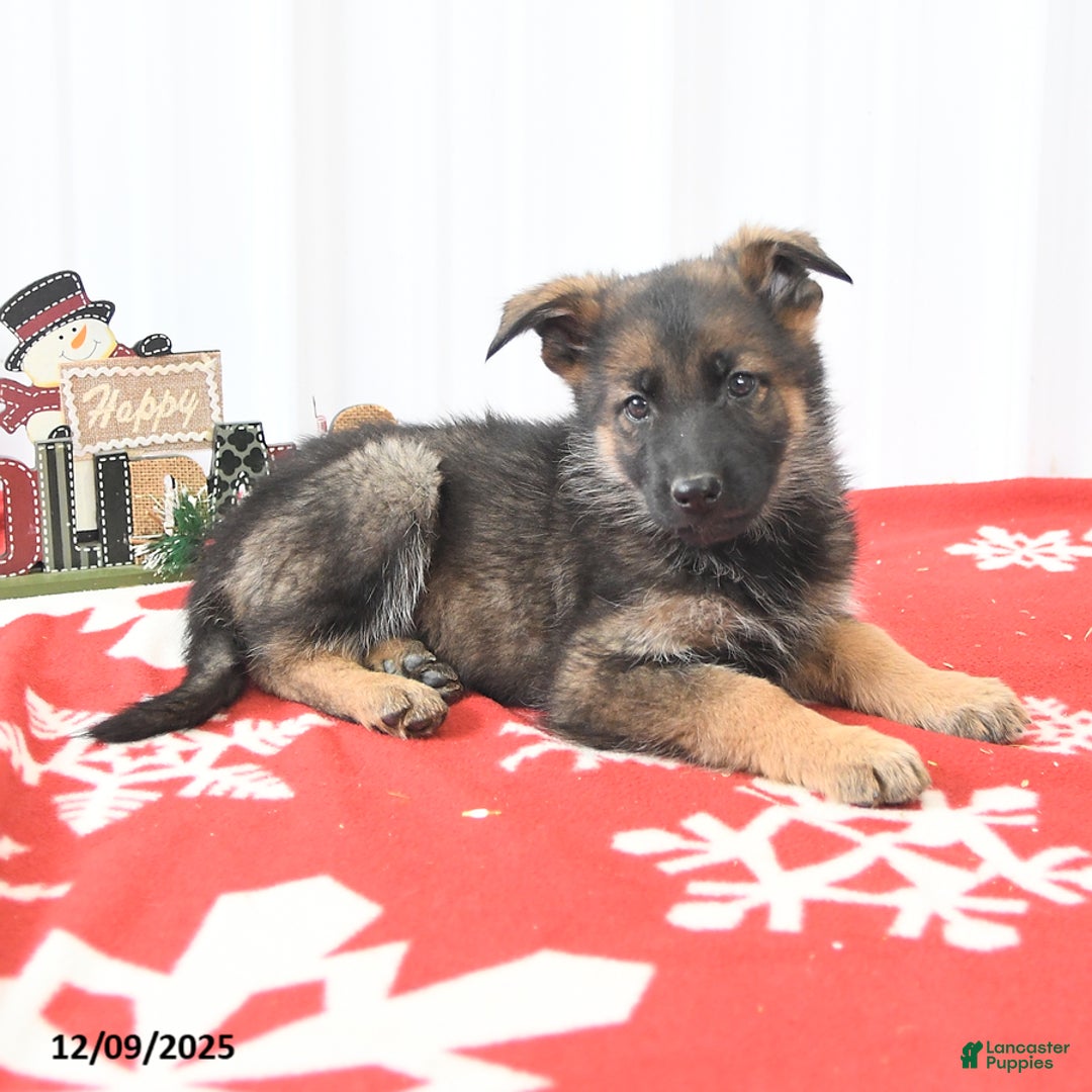 German Shepherd dogs for sale: Loyal - Ad 3