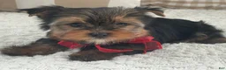 Yorkshire Terrier dogs for sale: Frisby - Ad 3