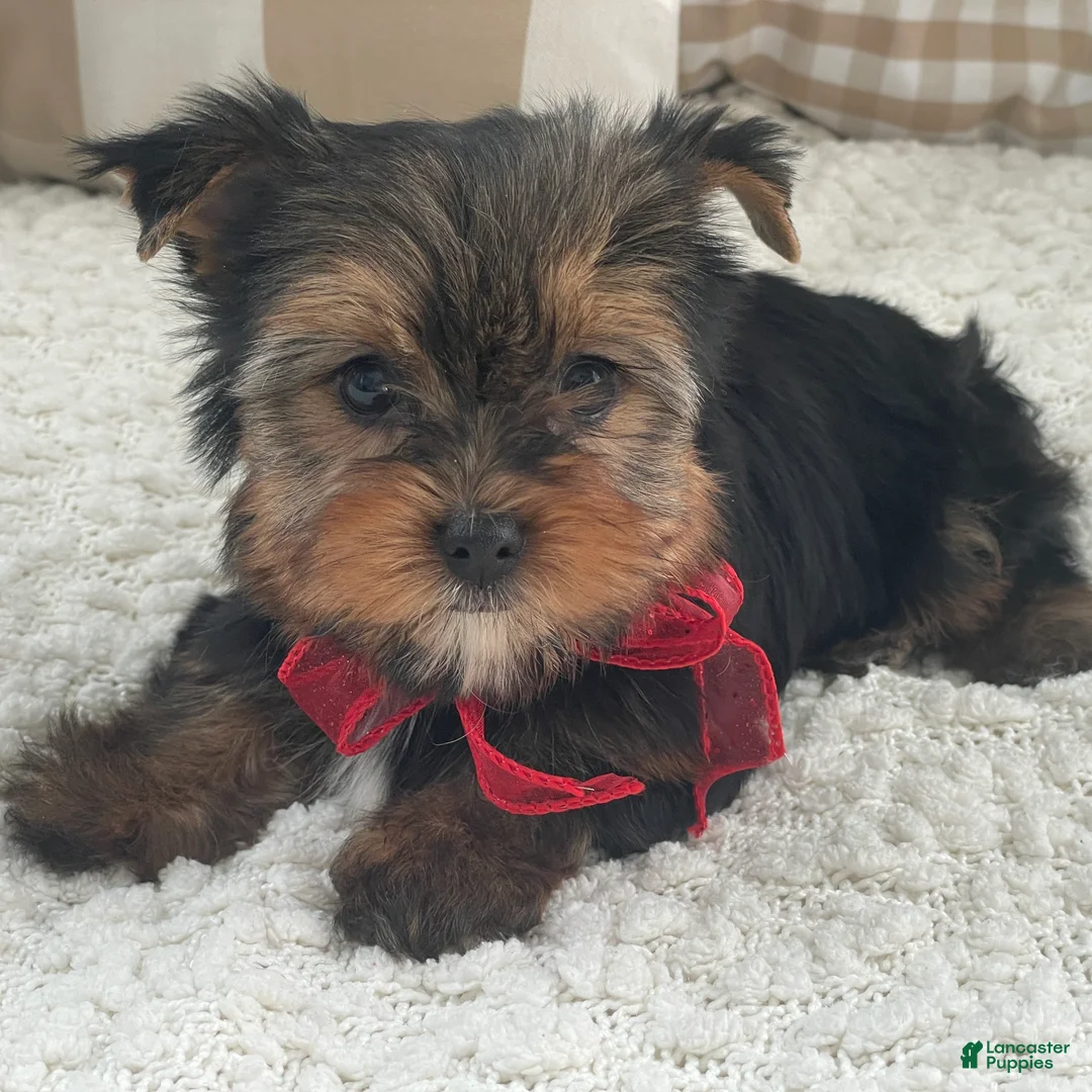 Yorkshire Terrier dogs for sale: Frisby - Ad 3