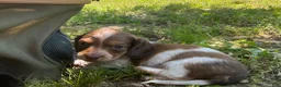Miniature Dachshund dogs for sale: Cooper - Ad 9