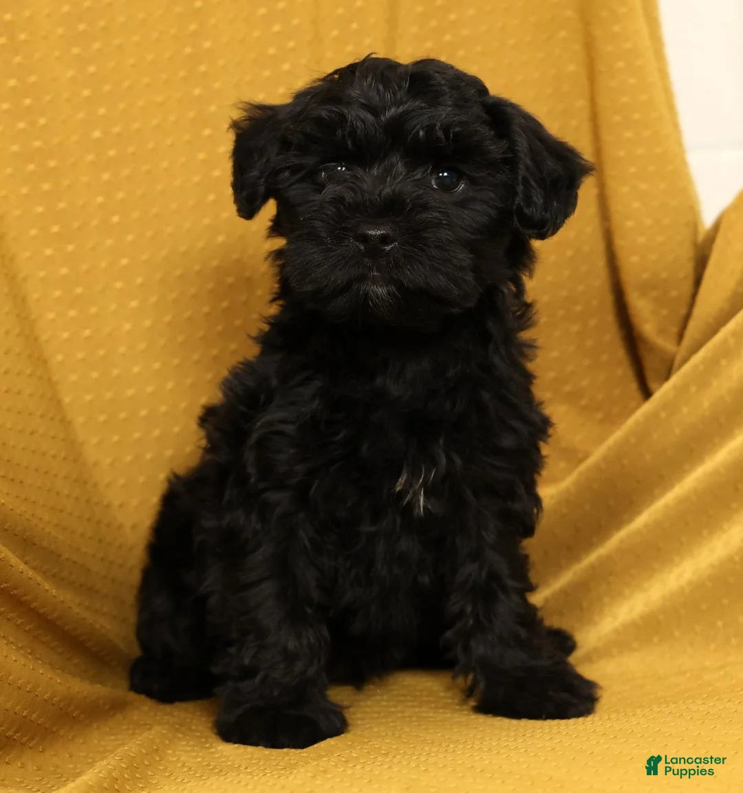 Yorkiepoo dogs for sale: Milo - Ad 2