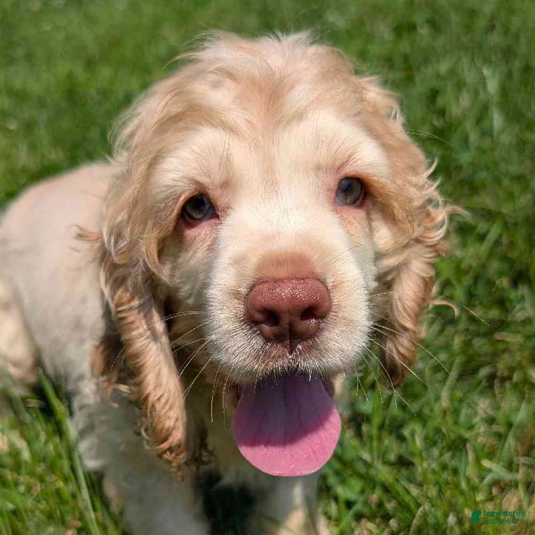 Cocker Spaniel dogs for sale: Gingham - Ad 8