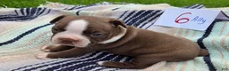 Boston Terrier dogs for sale: Ally Boston Terrier 6 - Ad 3