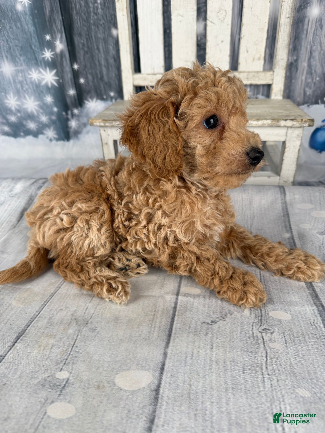 Cavapoo dogs for sale: Willow - Ad 2