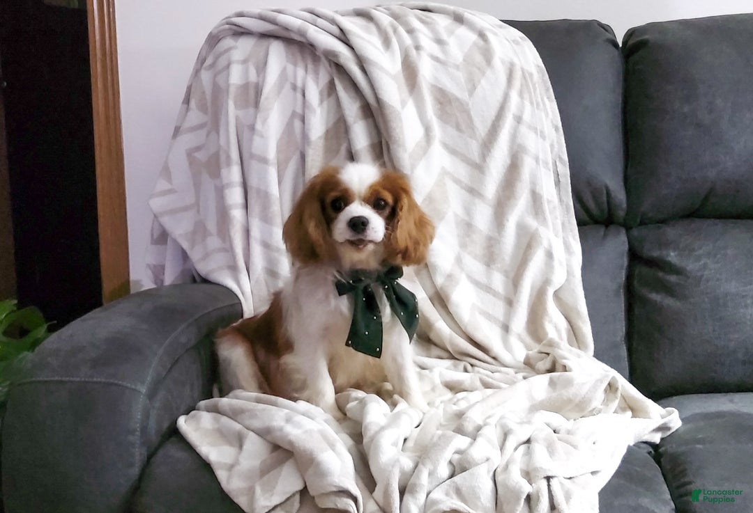 Cavapoo dogs for sale: Kati - Ad 7