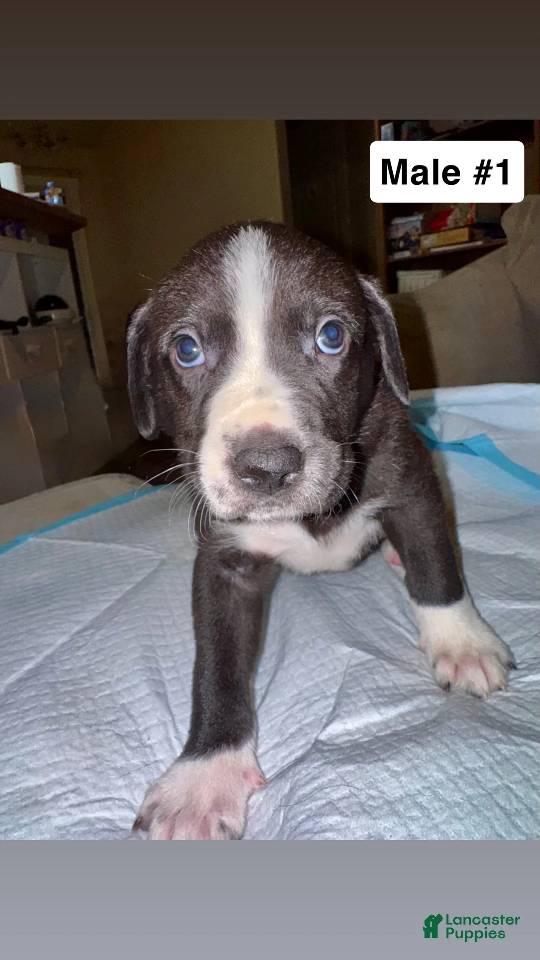 Mixed Breed dogs for sale: Mixed Breed Puppy 1 - Ad 2