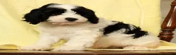 Cavapoo dogs for sale: Barbi - Ad 7