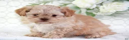 Shihpoo dogs for sale: Ava - Ad 2