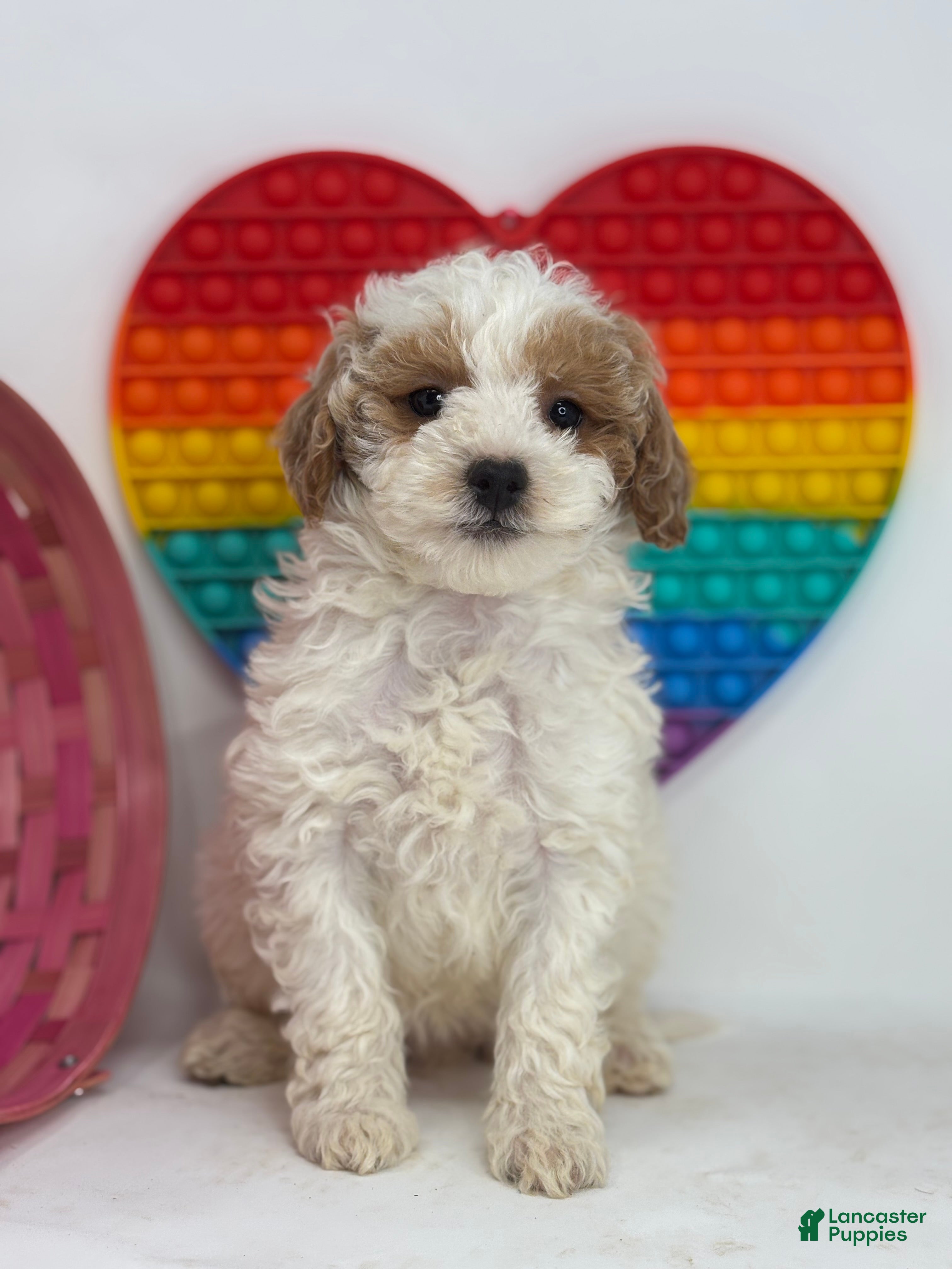 Mini Goldendoodle dogs Faith - Ad 2