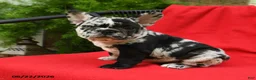 French Bulldog dogs for sale: Carlotta - Ad 3