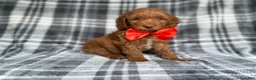 Cockapoo dogs for sale: Max - Ad 5