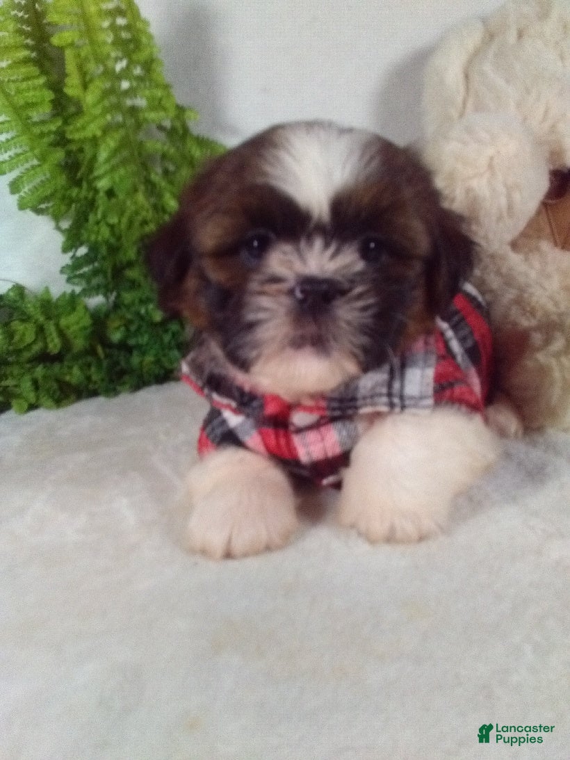 Shih Tzu dogs Bear - Ad 1