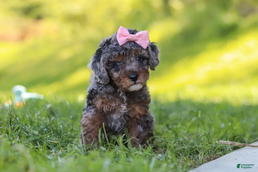 Miniature Poodle dogs for sale: Lexi - Ad 1