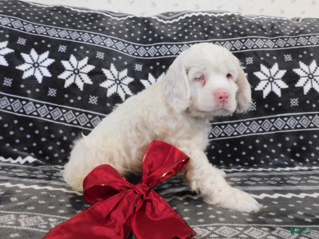 Cocker Spaniel dogs for sale: Vanilla - Ad 4