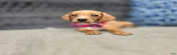 Miniature Dachshund dogs for sale: Yellow Girl - Ad 3