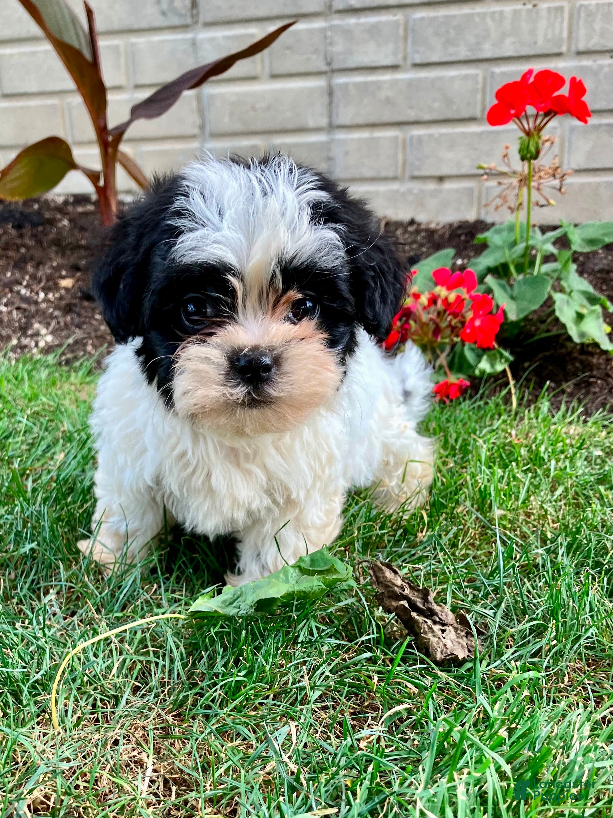 Teddy Bear dogs Charlie - Ad 1