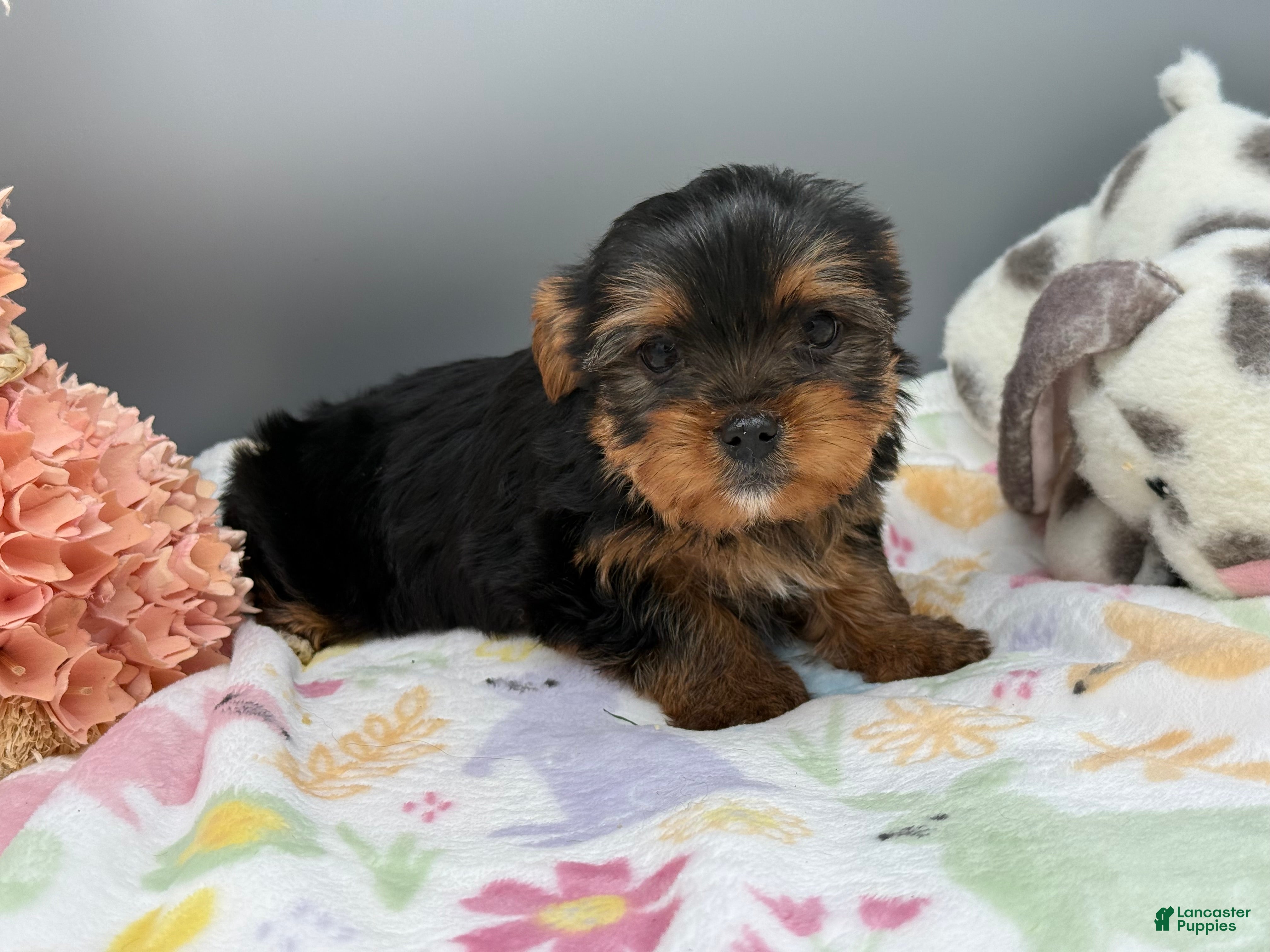 Yorkshire Terrier dogs Serena  - Ad 11